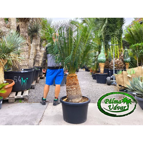 Cycas Panzhihuaensis 50cm törzsmagasság 