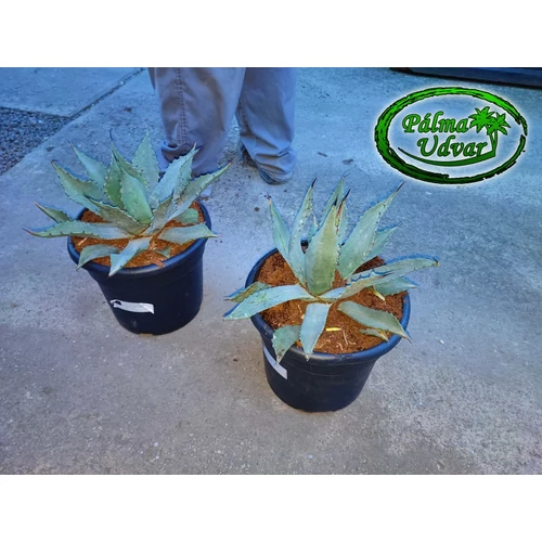Agave Parryi Parryi 10L