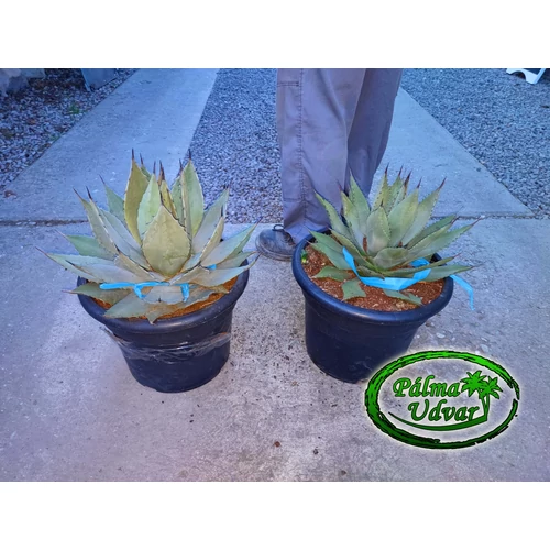 Agave Parryi Parryi 15L