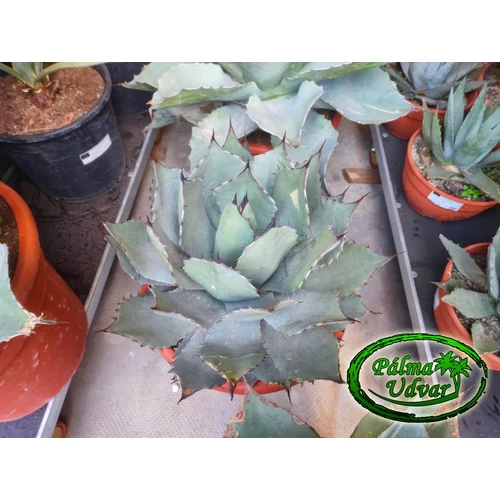Agave Parryi Parryi 