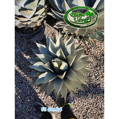 Agave Parryi Parryi 55cm átmérő