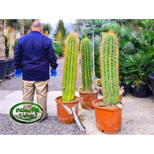 Trichocereus Pasacana kaktusz 130-140cm teljes magasság