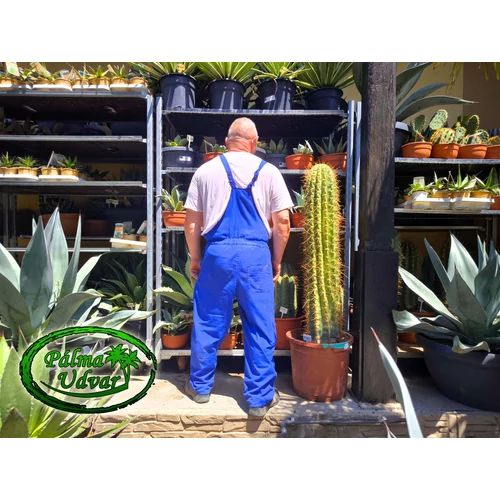 Trichocereus Pasacana kaktusz 130-140cm teljes magasság