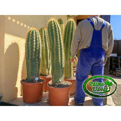 Trichocereus Pasacana kaktusz