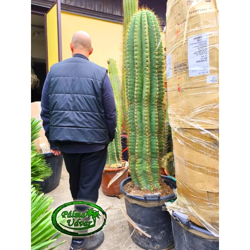 Trichocereus Pasacana kaktusz 190cm teljes magasság