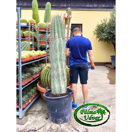 Trichocereus Pasacana kaktusz Óriás 170-180cm növény magasság