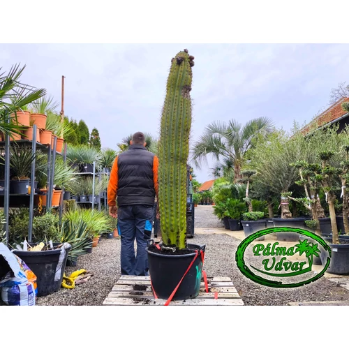 Trichocereus Pasacana kaktusz Óriás 190-200cm növény magasság