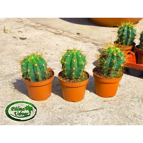 Trichocereus Pasacana kaktusz 20cm teljes magasság