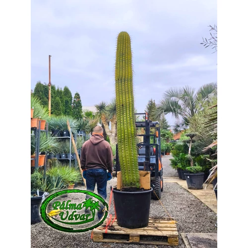 Trichocereus Pasacana kaktusz Óriás 250-260cm növény magasság