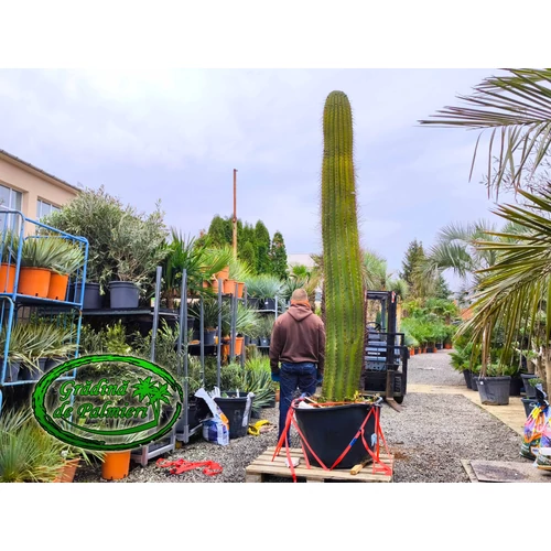 Trichocereus Pasacana kaktusz Óriás 290-300cm növény magasság