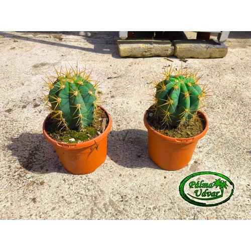 Trichocereus Pasacana kaktusz 30cm teljes magasság