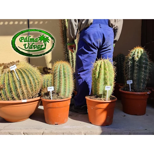 Trichocereus Pasacana kaktusz