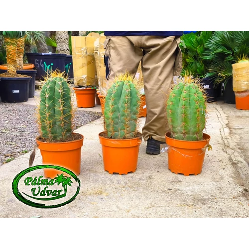 Trichocereus Pasacana kaktusz 50cm teljes magasság