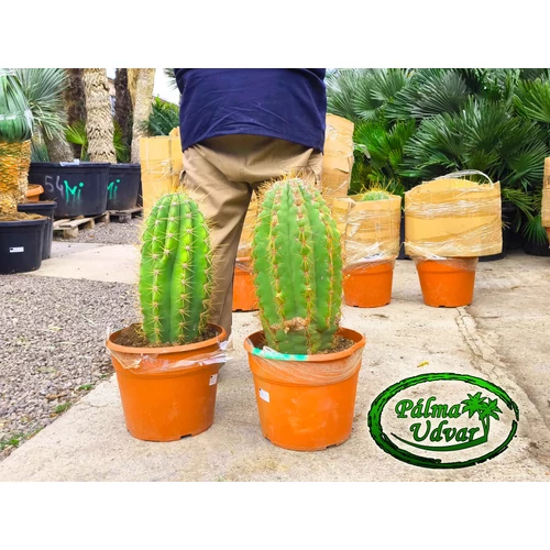 Trichocereus Pasacana kaktusz 60-70cm
