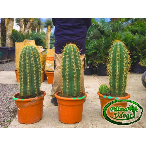 Trichocereus Pasacana kaktusz 70-80cm teljes magasság