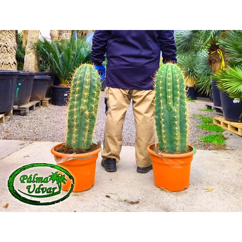 Trichocereus Pasacana kaktusz 80-90cm teljes magasság