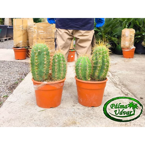 Trichocereus Pasacana kaktusz Dupla