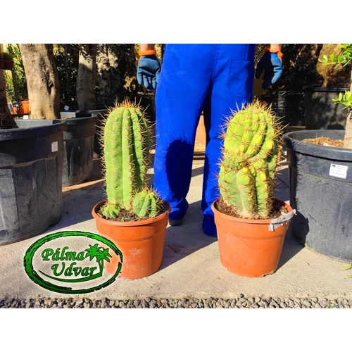 Trichocereus Pasacana kaktusz Multi