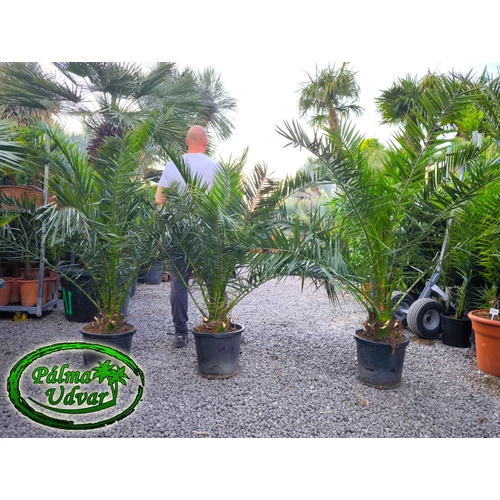 Phoenix Canariensis 150-170cm teljes magasság
