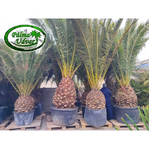 Phoenix Canariensis 100-110cm törzs