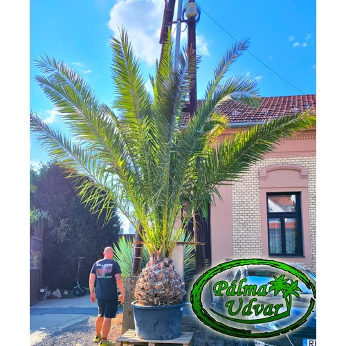 Phoenix Canariensis 90-100cm törzs