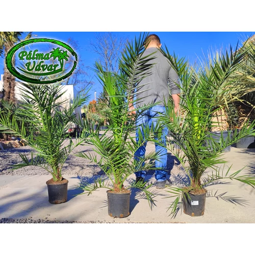 Phoenix Canariensis 120-130cm teljes magasság 