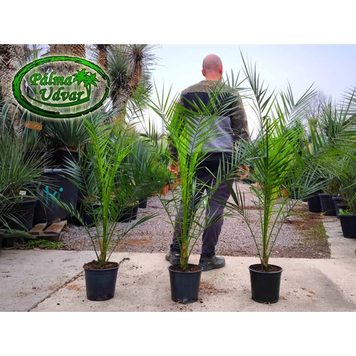 Phoenix Canariensis 120-140cm teljes magasság 