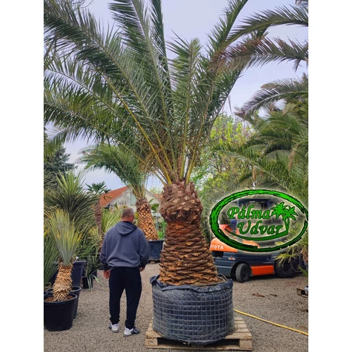 Phoenix Canariensis 130-140cm törzs