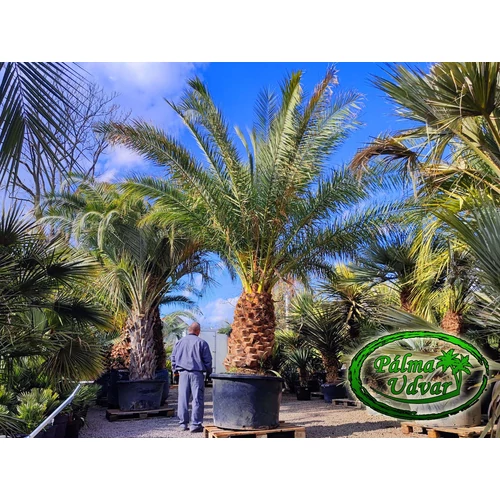 Phoenix Canariensis 140-150cm törzs var. 2