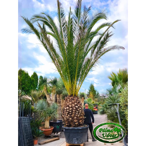 Phoenix Canariensis 150cm törzs