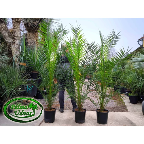 Phoenix Canariensis 160-200cm teljes magasság 