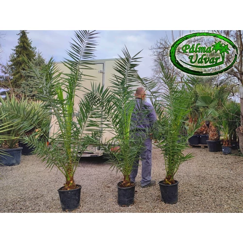 Phoenix Canariensis 170-180cm teljes magasság