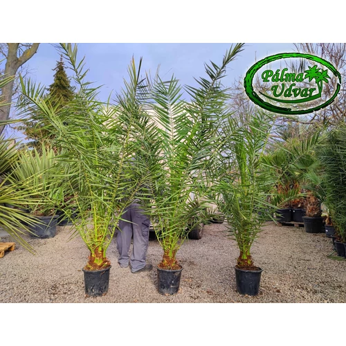 Phoenix Canariensis 180-200cm teljes magasság