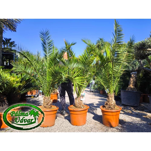 Phoenix Canariensis 20-25cm törzs