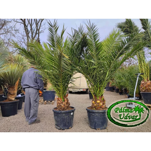 Phoenix Canariensis 30cm törzs