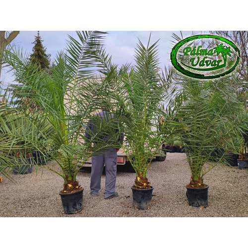 Phoenix Canariensis 200-220cm teljes magasság