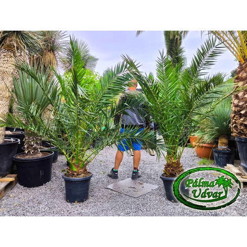Phoenix Canariensis 20-25cm törzs