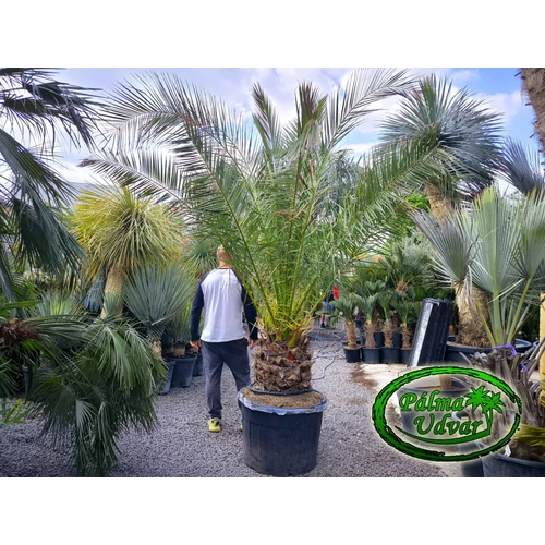 Phoenix Canariensis 40-50cm törzs