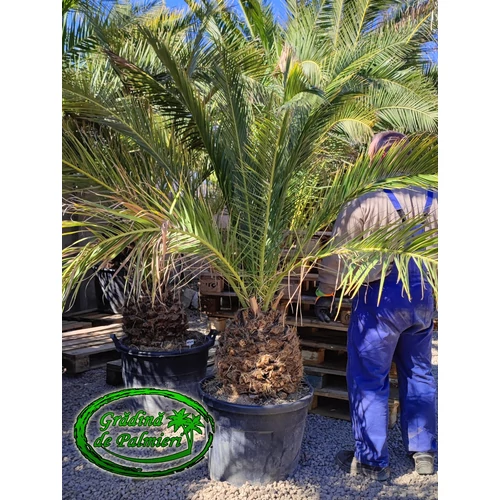 Phoenix Canariensis 40cm törzs