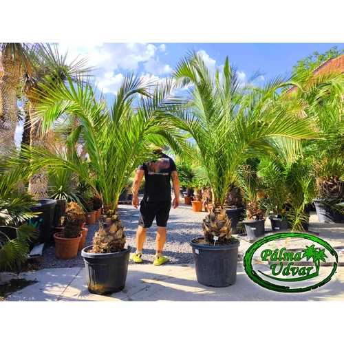 Phoenix Canariensis 40cm törzs