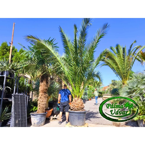 Phoenix Canariensis 50-60cm törzs