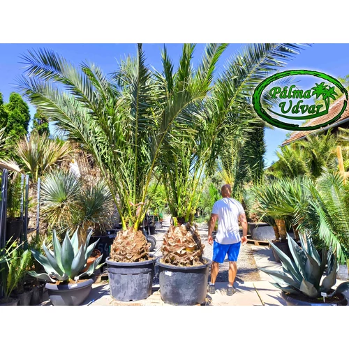 Phoenix Canariensis 50-60cm törzs