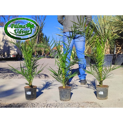 Phoenix Canariensis 80-90cm teljes magasság 