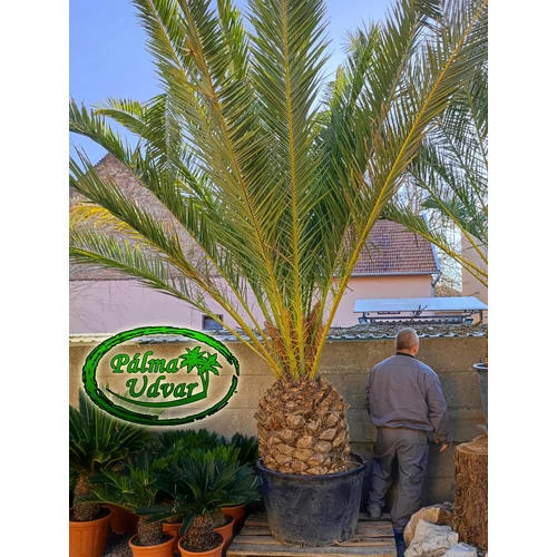 Phoenix Canariensis 90cm törzs