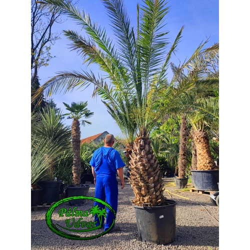 Phoenix Acaulis