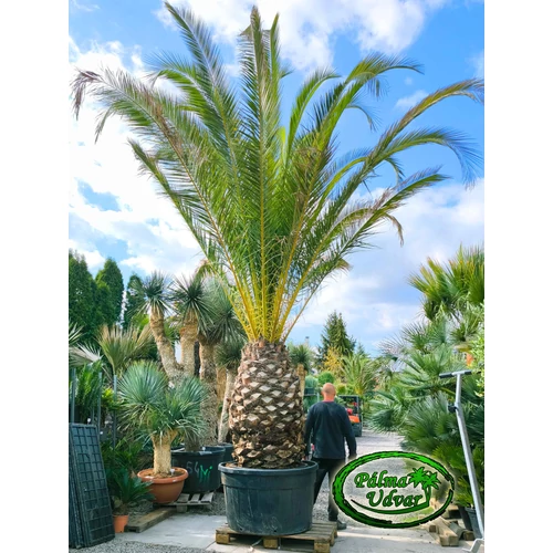 Phoenix Canariensis 160cm törzs var. 1