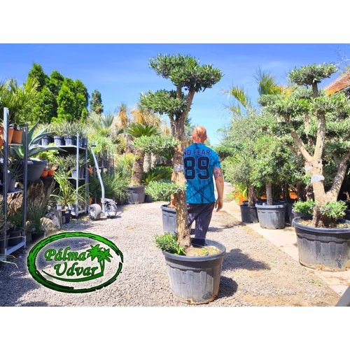 Olajfa - Olea Europaea Pom-Pom var. 5
