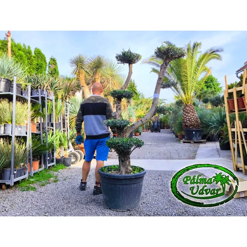 Olajfa - Olea Europaea Pom-Pom 