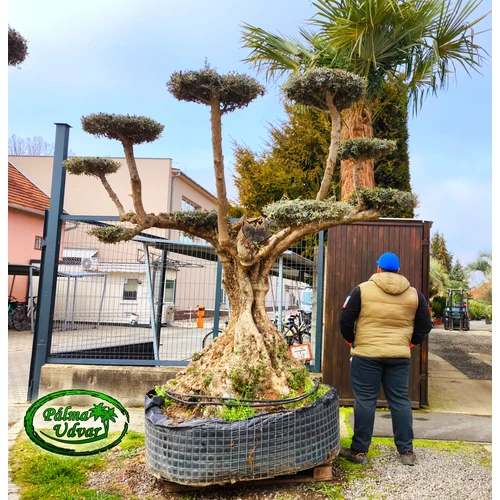 Olajfa - Olea Europaea Pom-Pom Extra