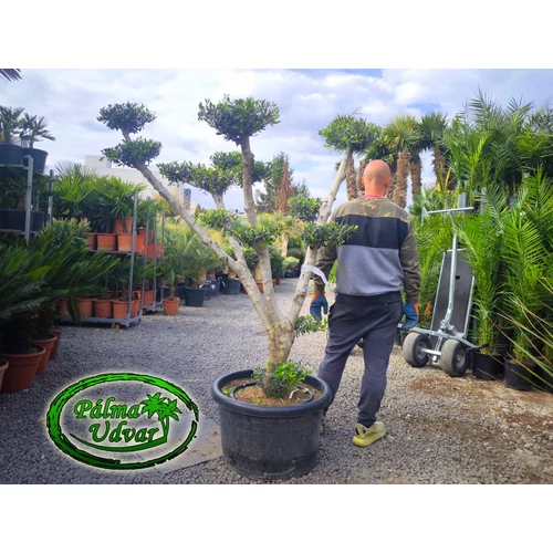 Olajfa - Olea Europaea Pom-Pom var. 8